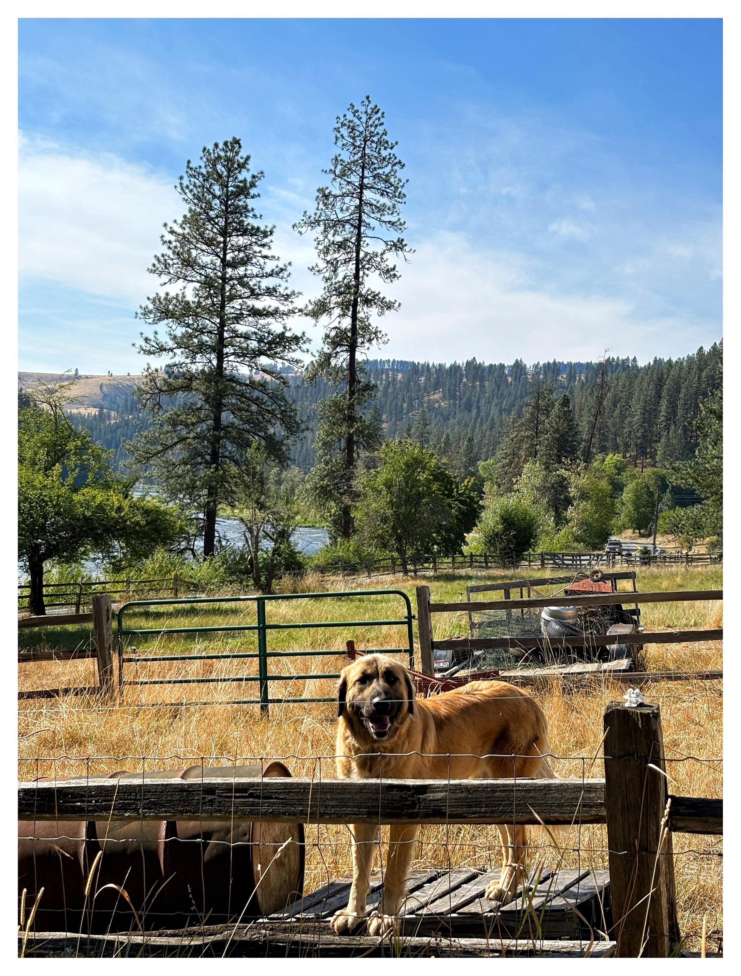Freya the beautiful Anatolian Shepherd dog, with brown fur, black snout, and soulful eyes, looks at the viewer as she stands on a wooden platform with a tipped-over barrel on one side, behind a fence of wooden posts and wires. Behind her is a sunlit meadow of brown and green grass, divided up by more fencing into various grazing areas. The far edge of the meadow is lined with trees, short ones with round leafy crowns as well as two towering pines, with a glimpse of a river beyond. In the distance are hills covered by a dense conifer forest, under a wide blue sky with white clouds.