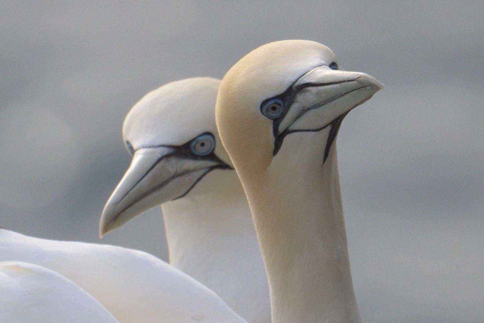 A pair of Northern Gannets