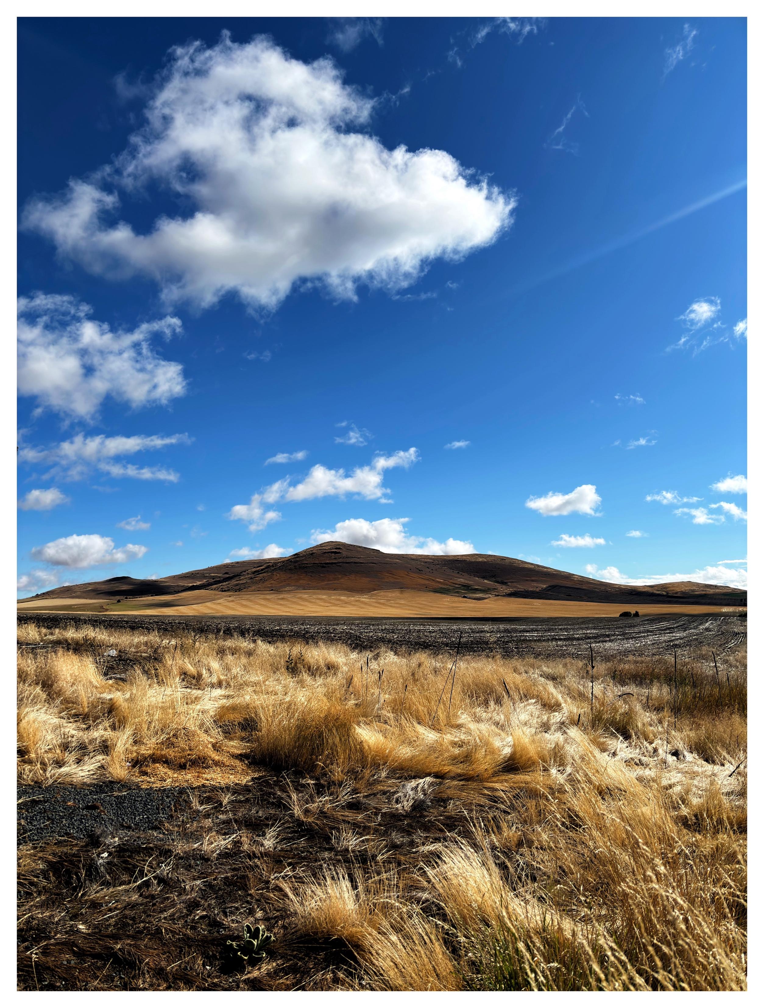 A sweeping Idaho landscape in the bright morning sun. Long brown grasses wave and curl in the foreground like tousled hair. A strip of dark harvested land stretches beyond. At the horizon, a low dark hill rises from a golden field. A fleet of white clouds sails in a wide blue sky.