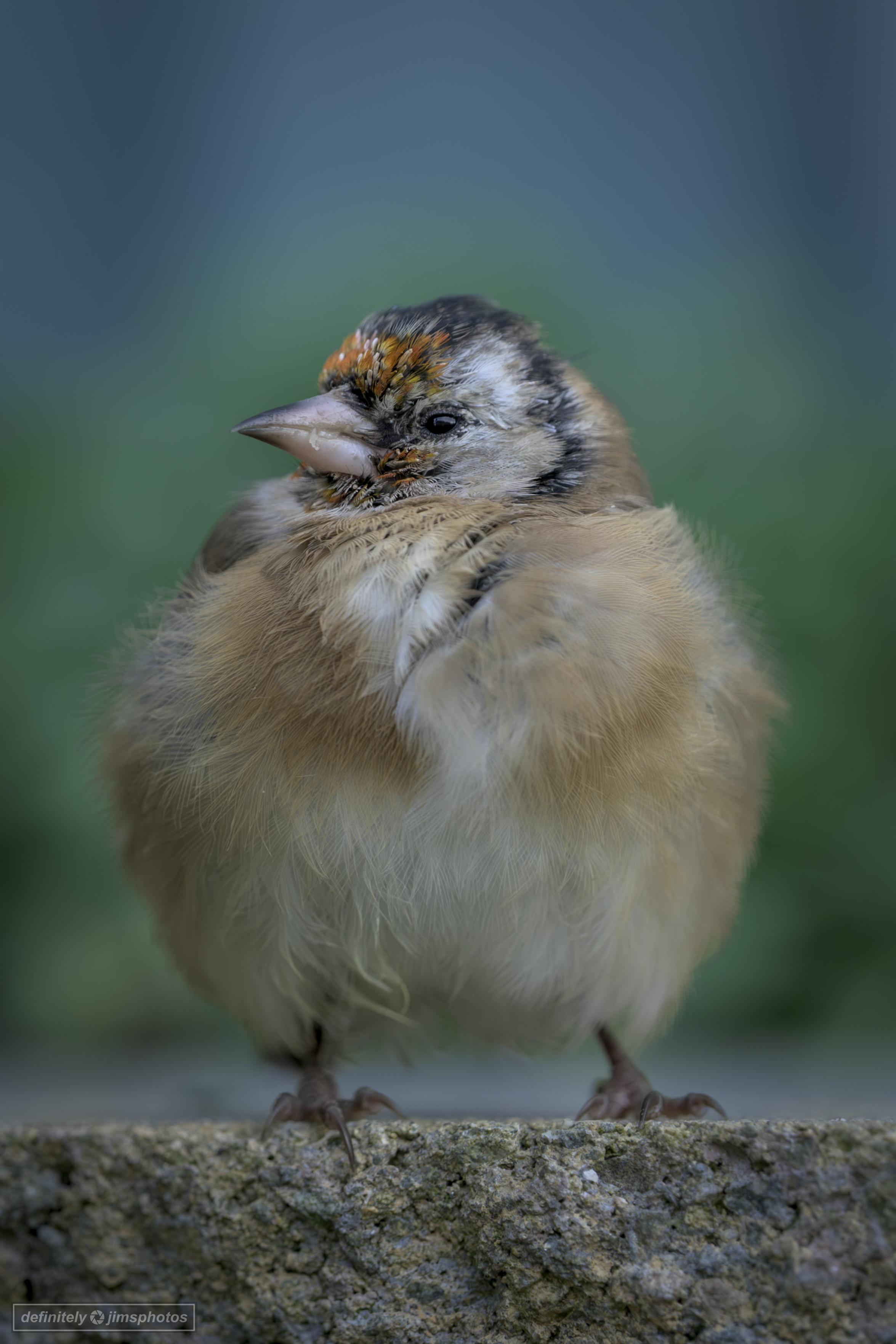 a juvenile Eurasian Goldfinch perched on a stone wall